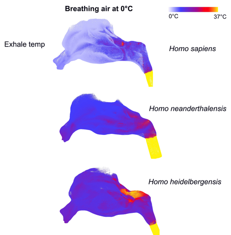 Exhalation comparisons, showing differences in temperature.